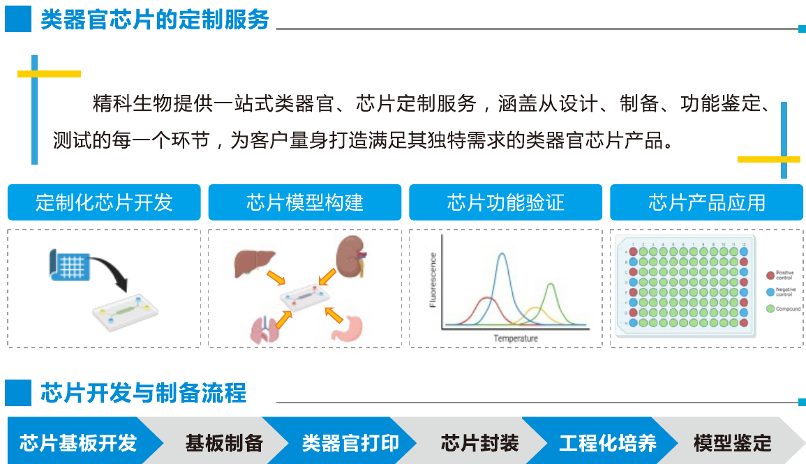 类器官芯片定制服务能力与芯片开发制备流程