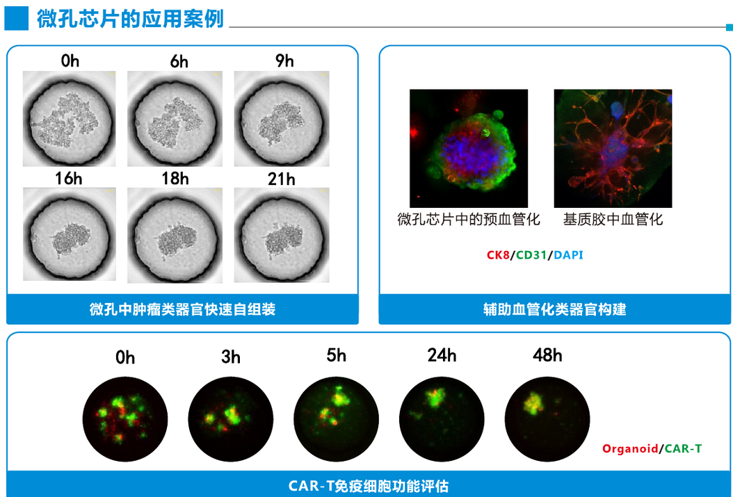 微孔芯片在类器官快速自组装、血管化构建和 CAR-T 功能评估中的应用