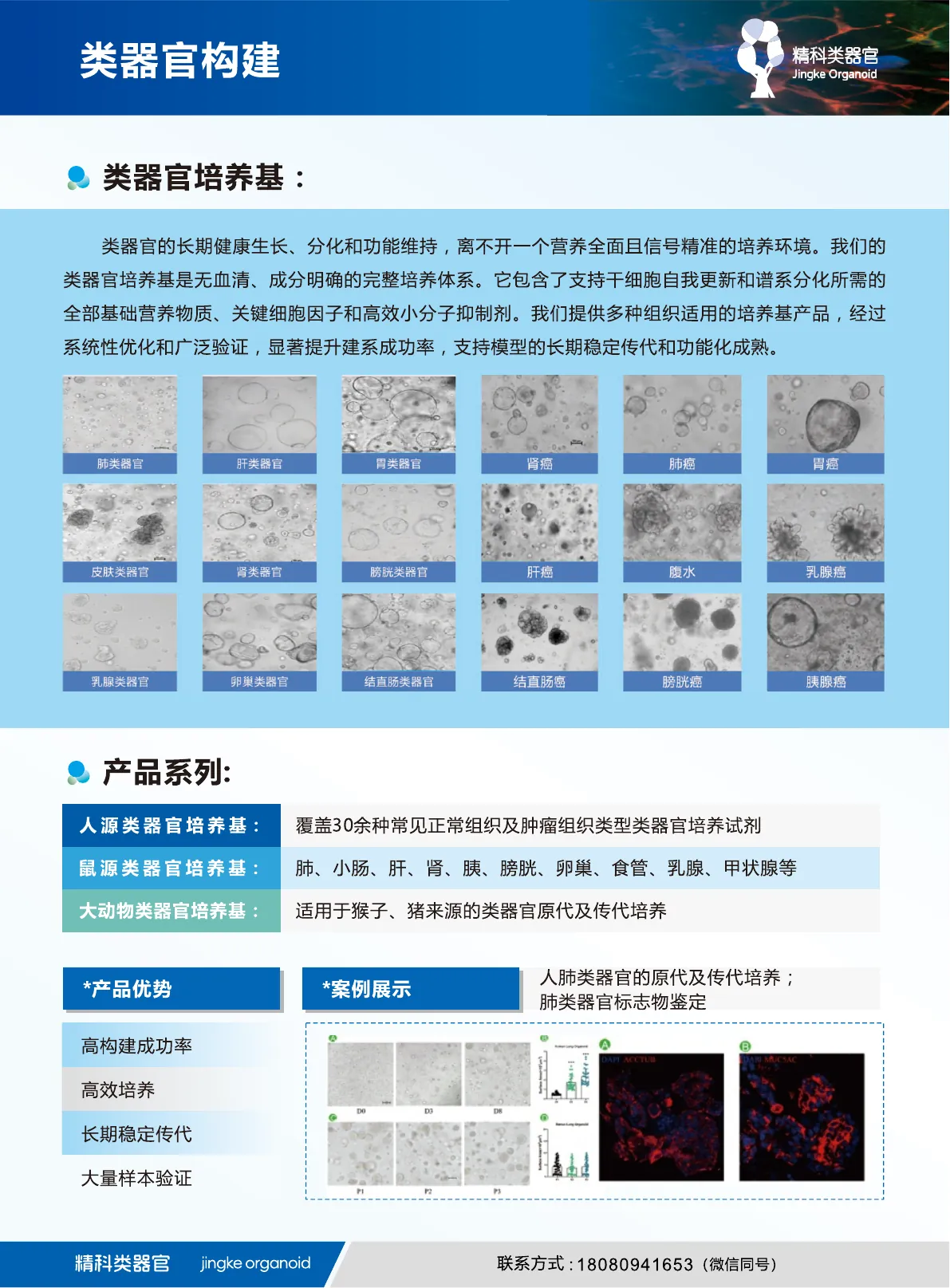 肿瘤/正常类器官培养基说明书第 4 页