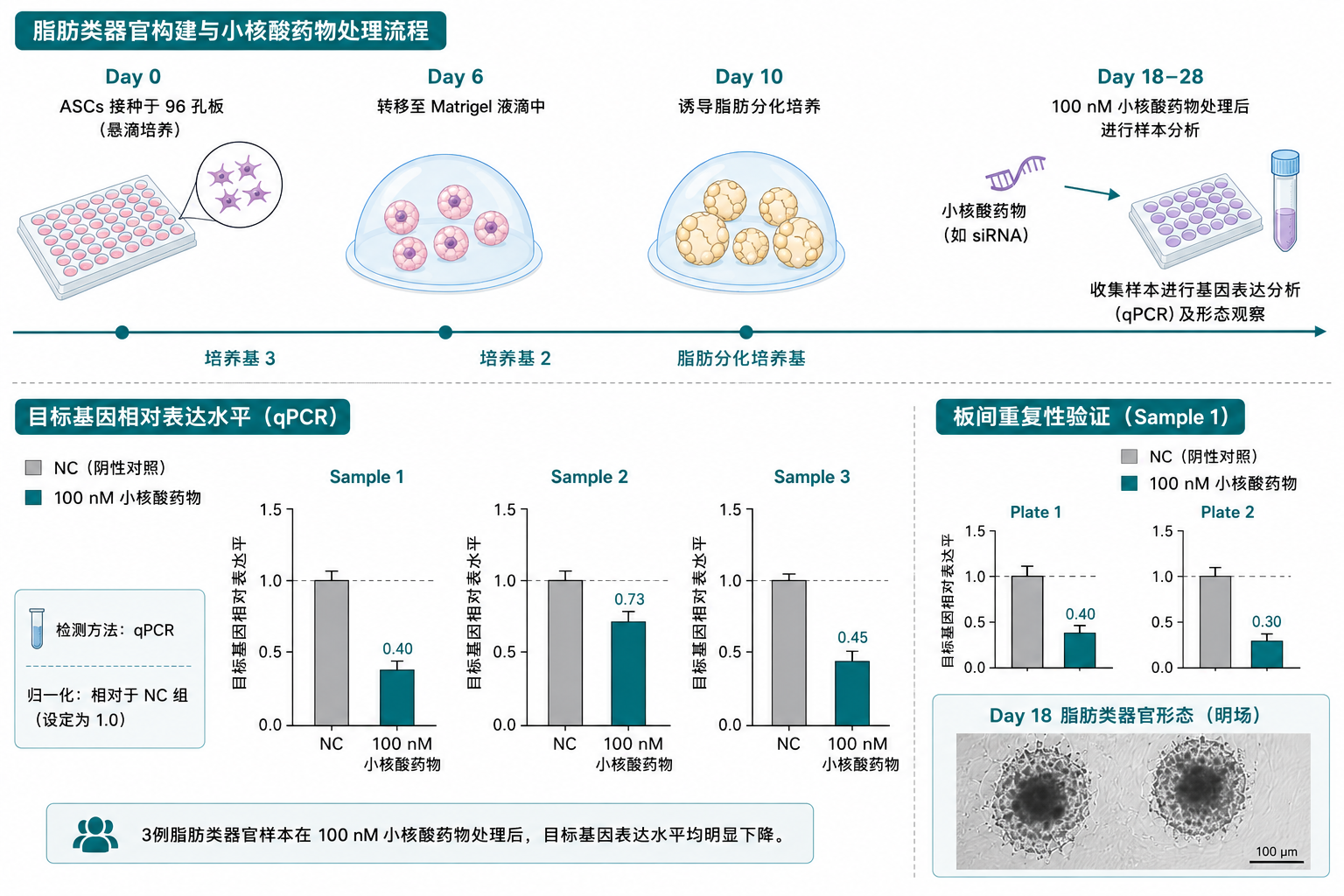 脂肪类器官小核酸药物有效性评价图
