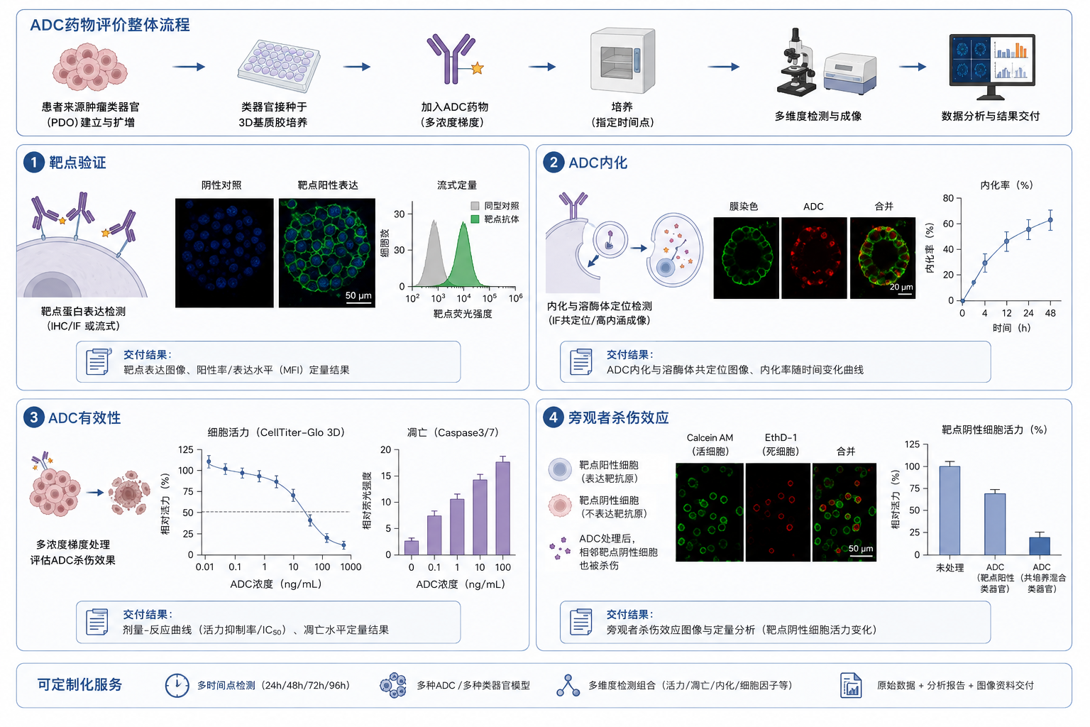 ADC 药物评价实验图