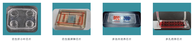 类器官芯片模型