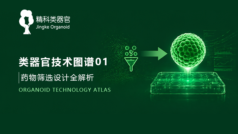 类器官技术图谱01 |药物筛选设计全解析