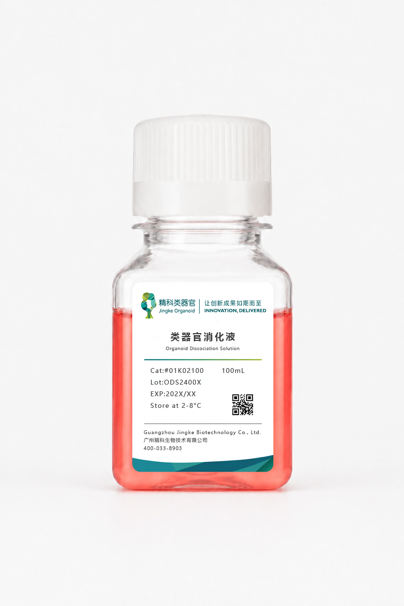类器官消化液