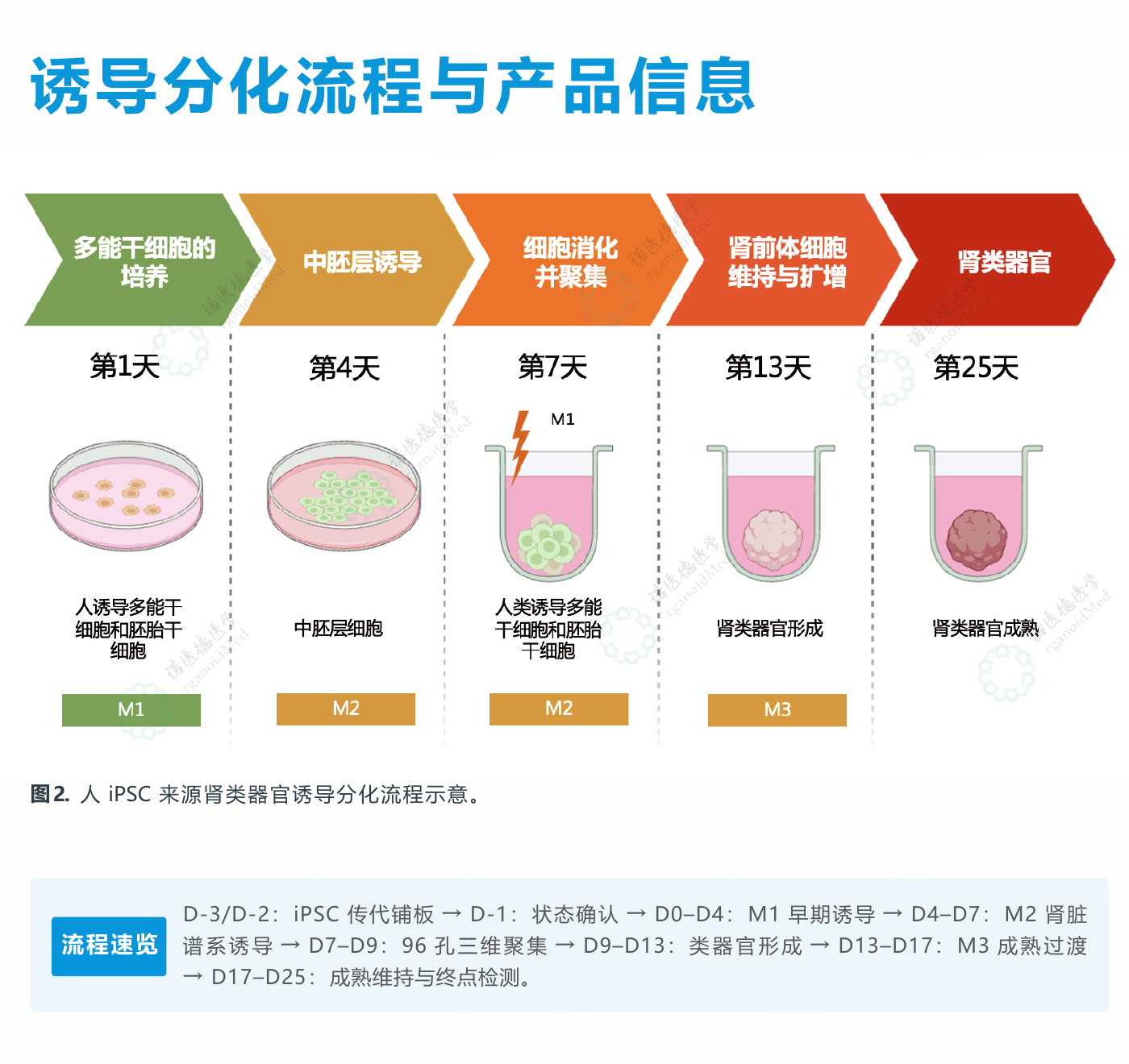 人 iPSC 来源肾类器官诱导分化流程