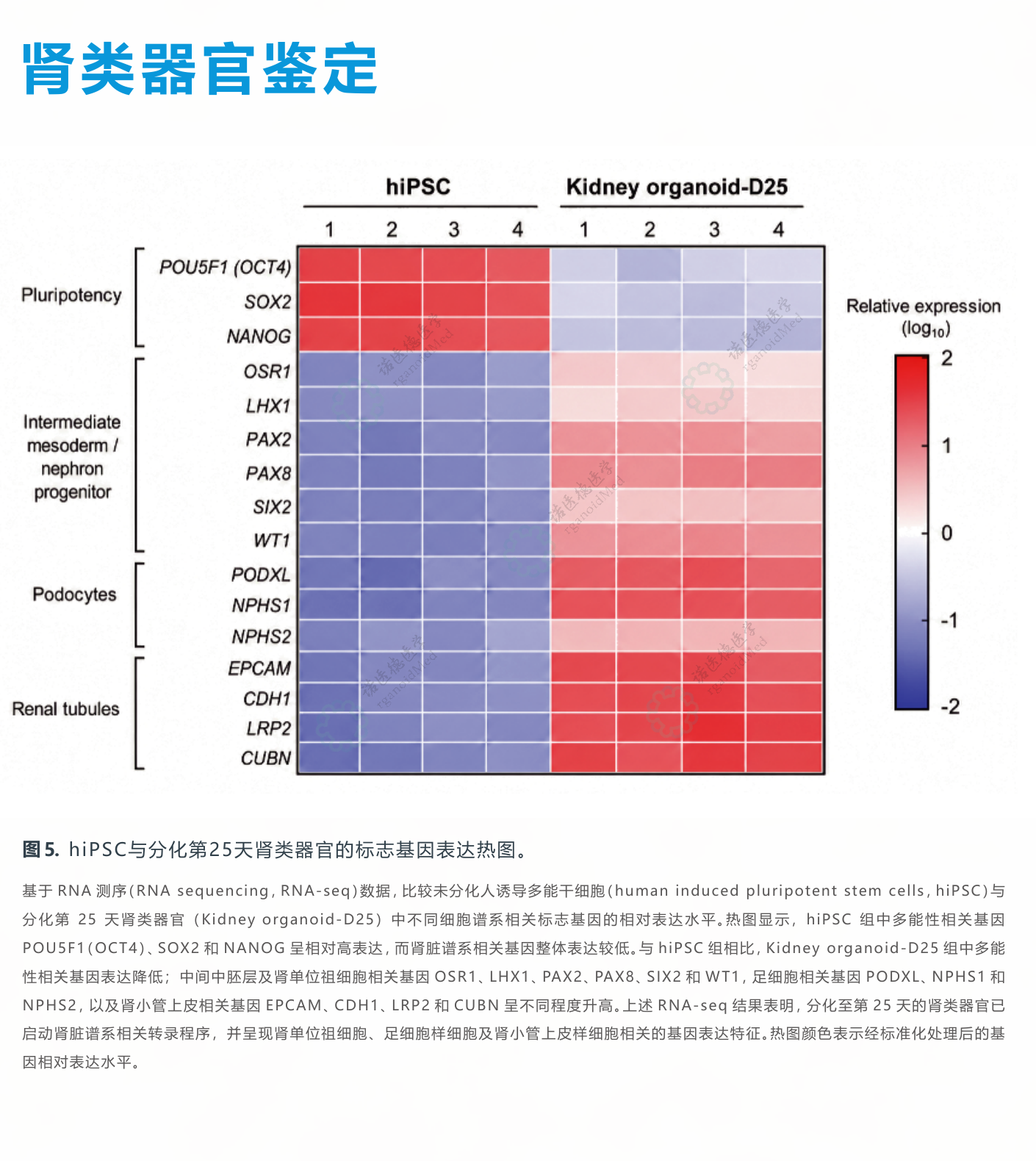 hiPSC 与 D25 肾类器官标志基因表达热图